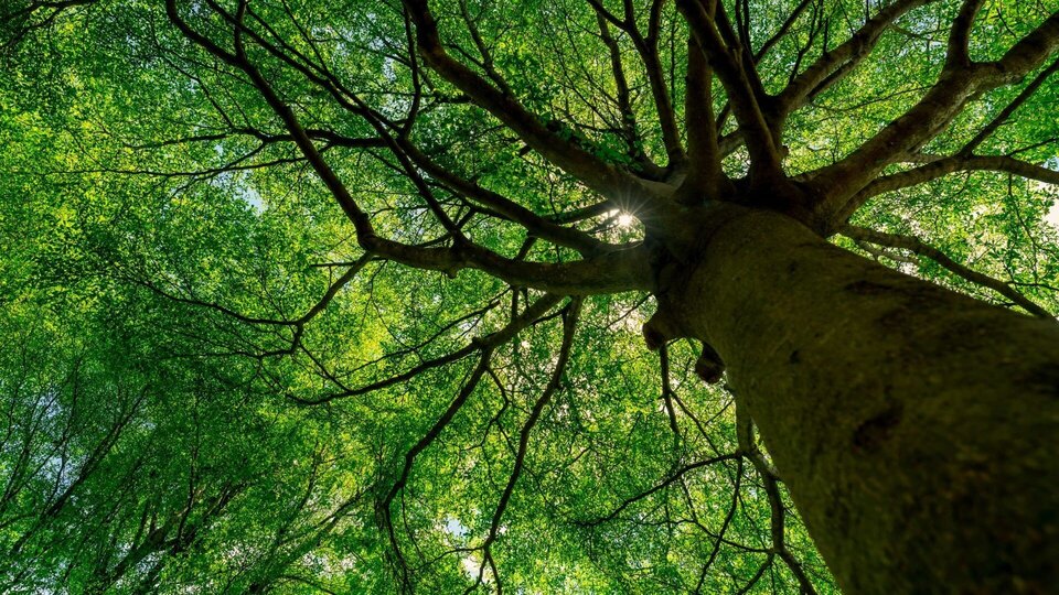 Documentary Nature, notre alliée insoupconnée