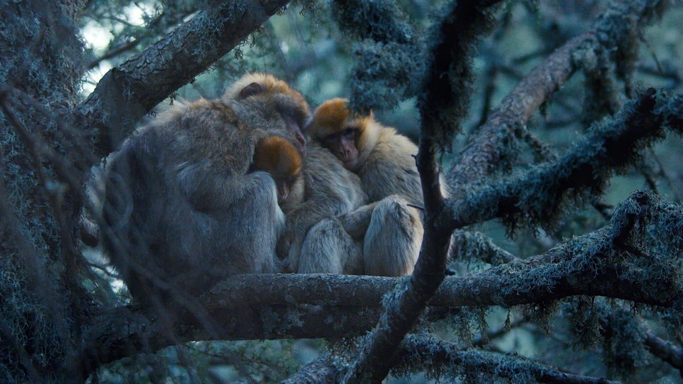 Документ Primates