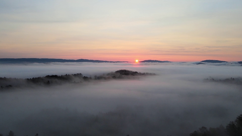 Dokument Leśni mocarze