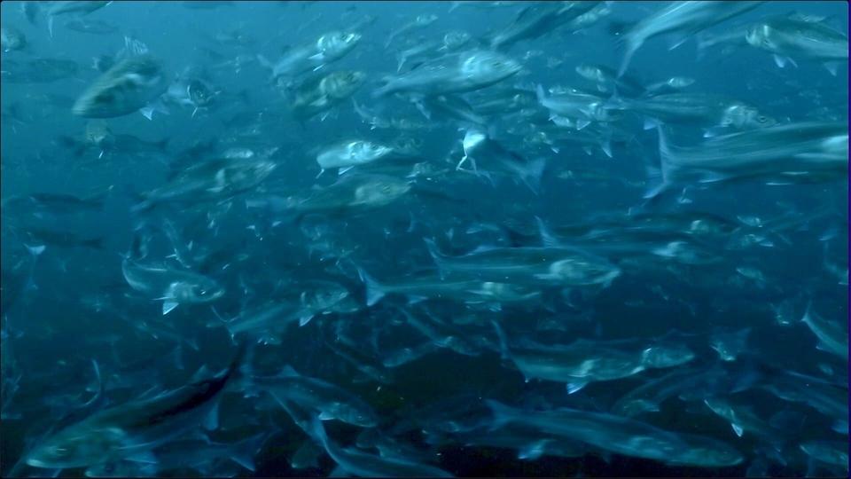 Dokument Le bar du coin